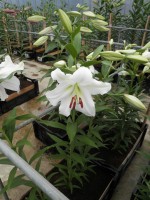 [1727 Polar DJ No02.JPG]